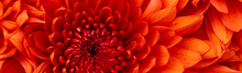 Projeto_home_chrysanthemum