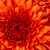 Thumb_sq_chrysanthemum