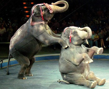 Medium_elefantes_circo