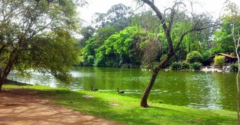 Medium_parque-ibirapuera-sp-lago