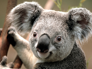 Medium_koala