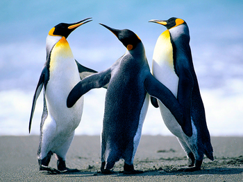 Medium_penguins