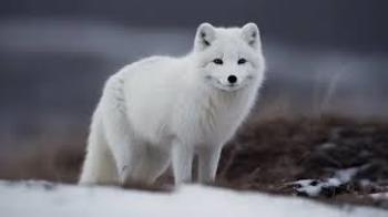 Medium_helo_e_bruna_5c