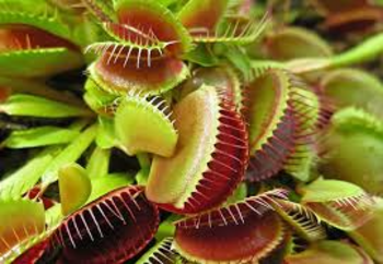 Medium_plantas_carnivoras