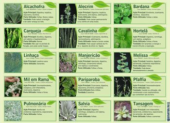 Medium_plantas_medicinais_6