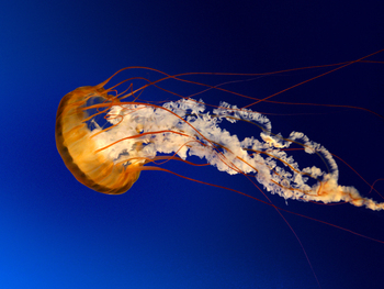 Medium_jellyfish