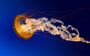 Faca_acontecer_jellyfish