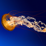 Top_jellyfish