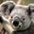 Thumb_sq_koala