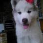 Thumb_88_165662_183153-filhotes-de-husk-siberiano