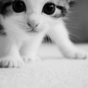 Thumb_88_tumblr_m9a6482llx1rapmt8o1_500_large