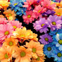 Thumb_88_flores_003