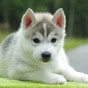 Thumb_88_cachorro-fofo-005