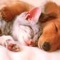 Thumb_88_images__1_