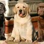 Thumb_88_images
