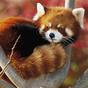 Thumb_88_53226_animal_553