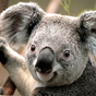 Thumb_88_koala