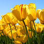 Thumb_88_tulips